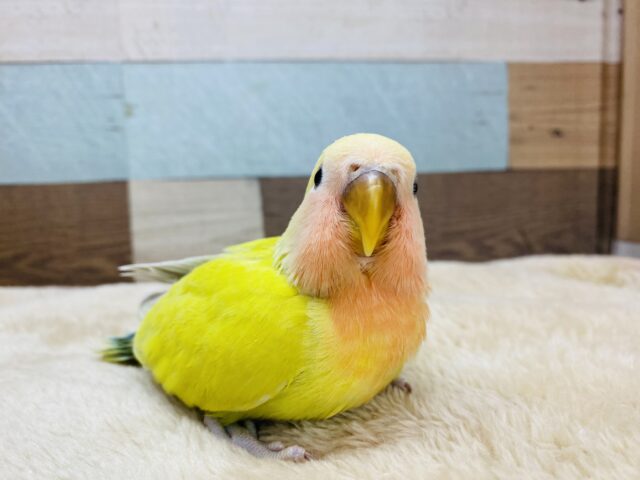 コザクラインコ（小桜インコ）