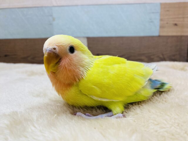 コザクラインコ（小桜インコ）