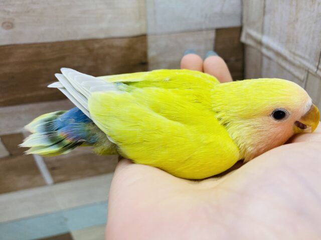 コザクラインコ（小桜インコ）