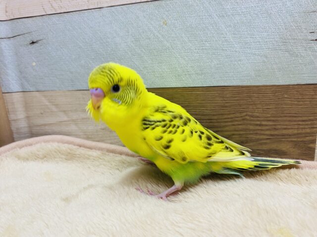 セキセイインコ