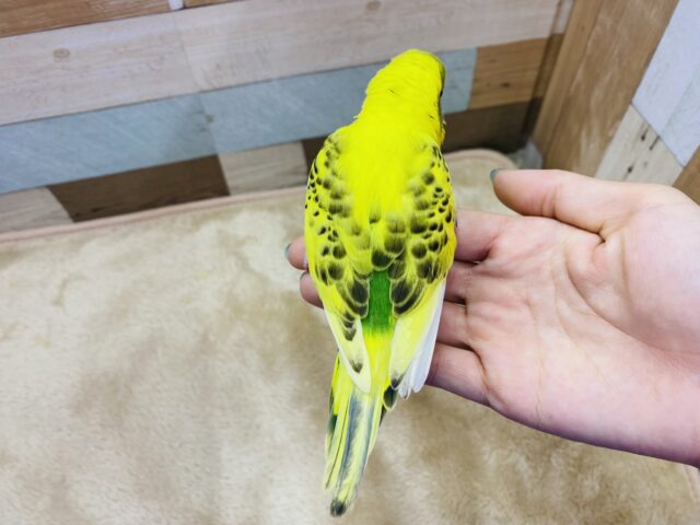 セキセイインコ