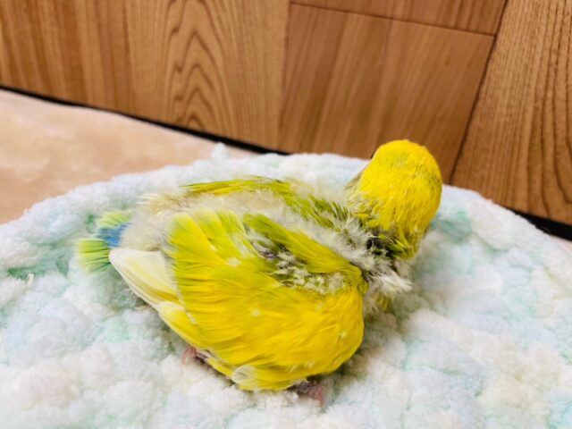 コザクラインコ（小桜インコ）