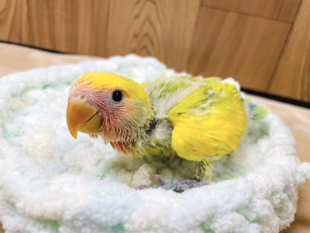 コザクラインコ（小桜インコ）