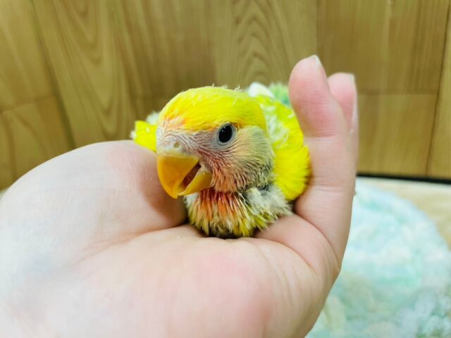 コザクラインコ（小桜インコ）