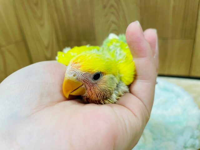 コザクラインコ（小桜インコ）