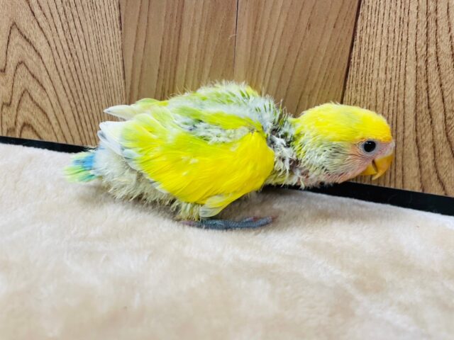 コザクラインコ（小桜インコ）