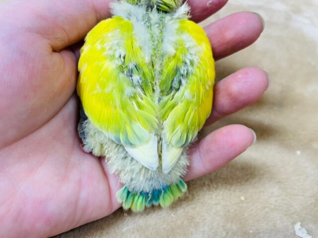 コザクラインコ（小桜インコ）