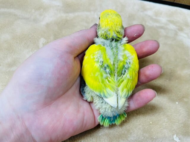 コザクラインコ（小桜インコ）