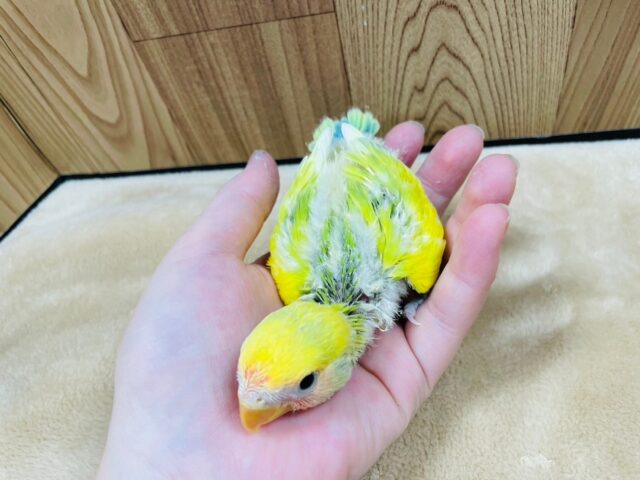 コザクラインコ（小桜インコ）