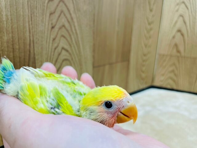 コザクラインコ（小桜インコ）