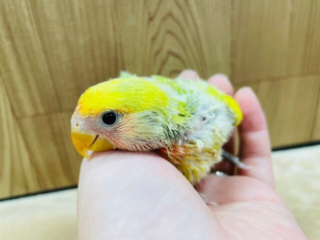 コザクラインコ（小桜インコ）