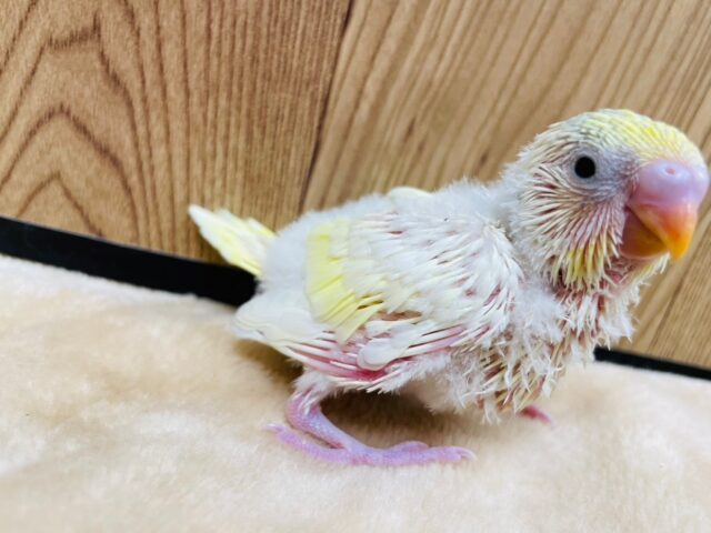 セキセイインコ