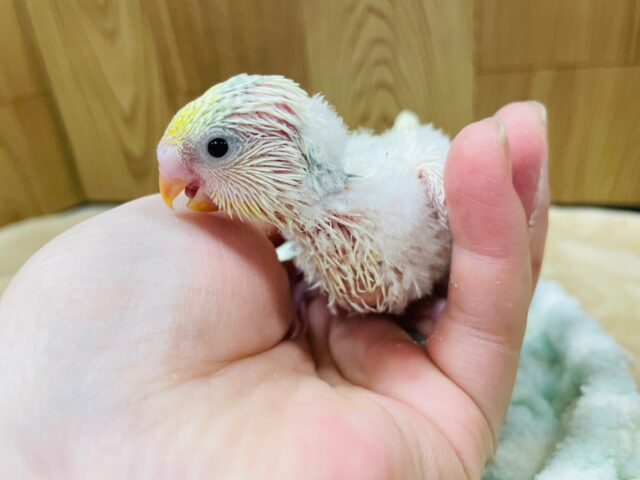 セキセイインコ