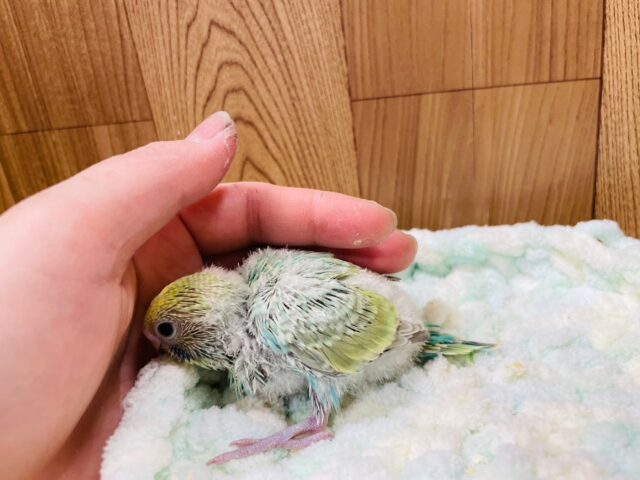 セキセイインコ