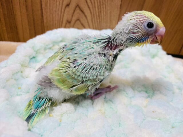 セキセイインコ