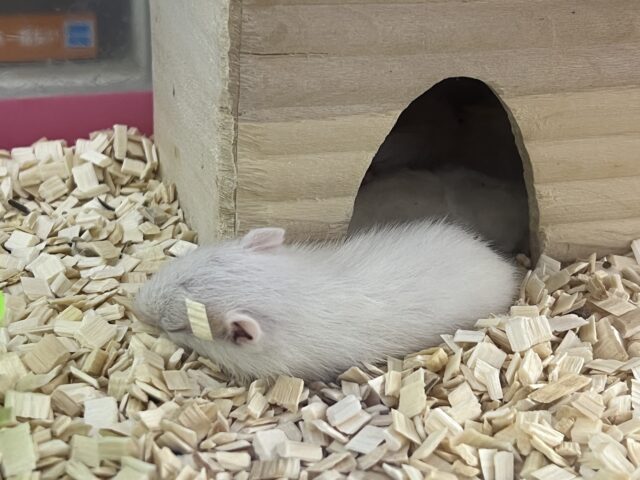 アルビノシマリス