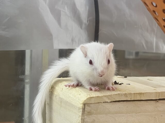 アルビノシマリス