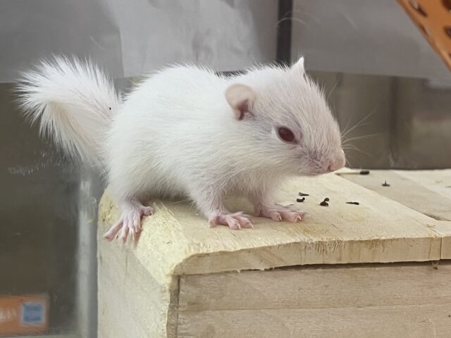 アルビノシマリス