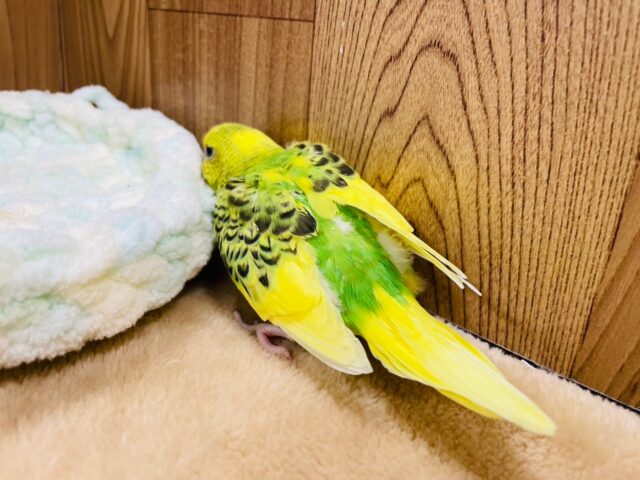 【最新画像更新🪄】猪突猛進☆元気の良さは勢いに現れる☆セキセイインコ(パイド) ヒナ セキセイインコ