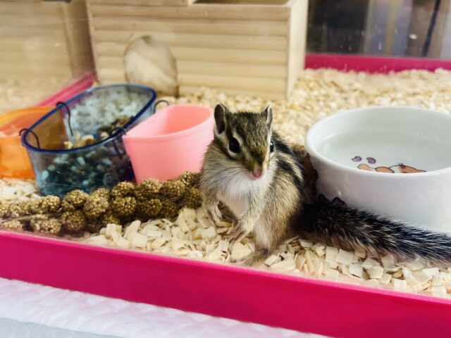 シマリス（ノーマル）