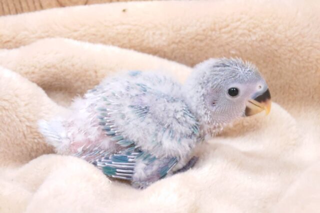 コザクラインコ（小桜インコ）