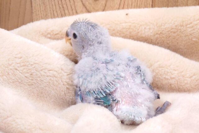 コザクラインコ（小桜インコ）