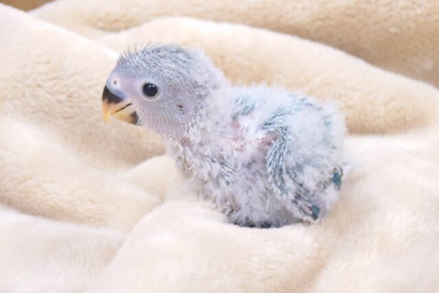 コザクラインコ（小桜インコ）