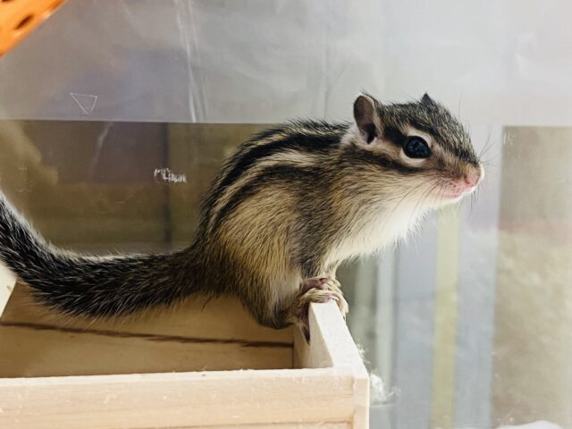 シマリス（ノーマル）