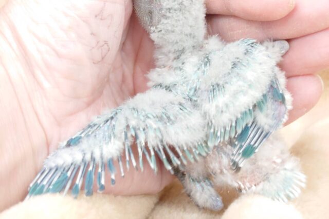 コザクラインコ（小桜インコ）