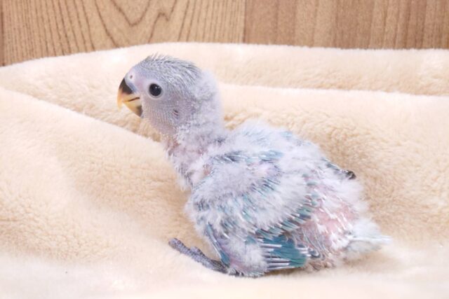 コザクラインコ（小桜インコ）