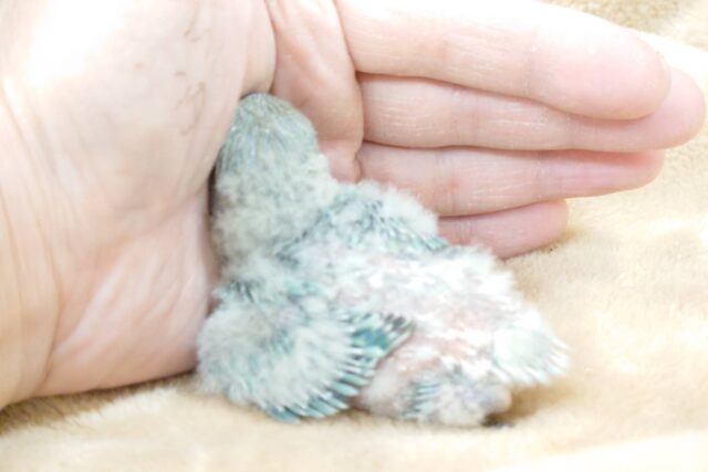 コザクラインコ（小桜インコ）