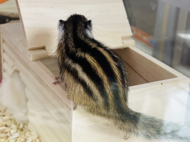 シマリス（ノーマル）