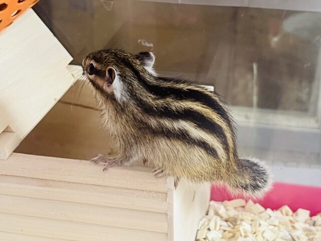 シマリス（ノーマル）