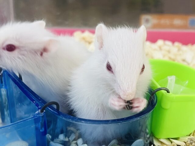 アルビノシマリス