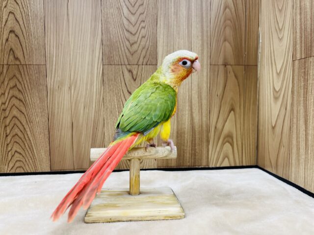 ホオミドリウロコインコ