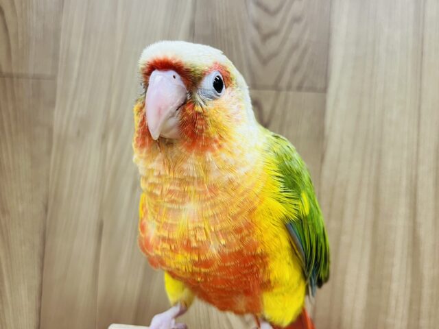 ホオミドリウロコインコ