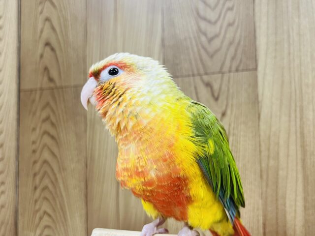 ホオミドリウロコインコ