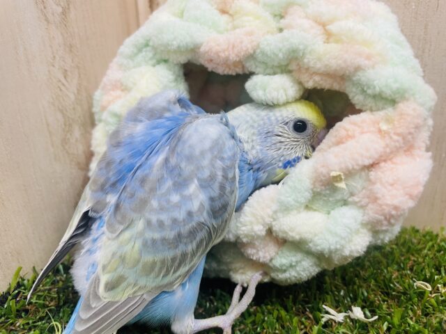 セキセイインコ