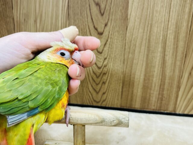 ホオミドリウロコインコ