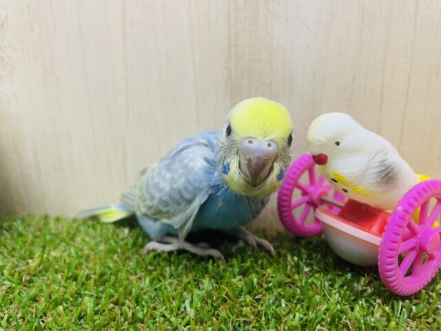 セキセイインコ