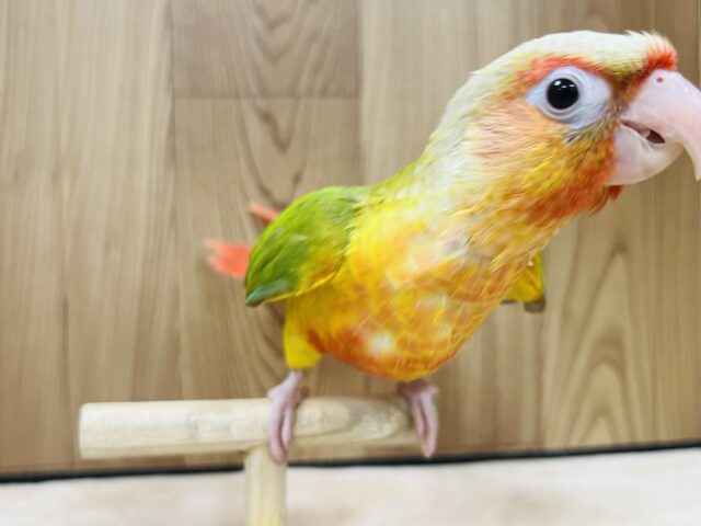 ホオミドリウロコインコ