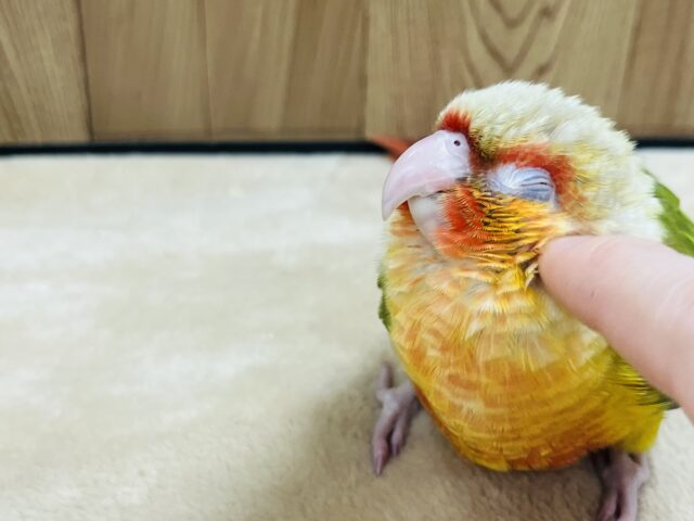 ホオミドリウロコインコ