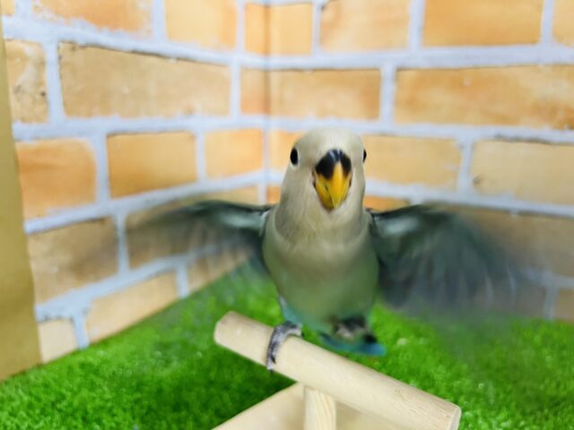 コザクラインコ（小桜インコ）