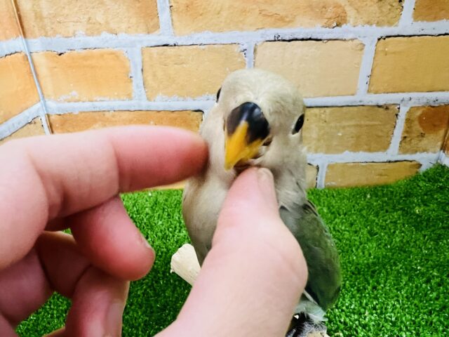 コザクラインコ（小桜インコ）