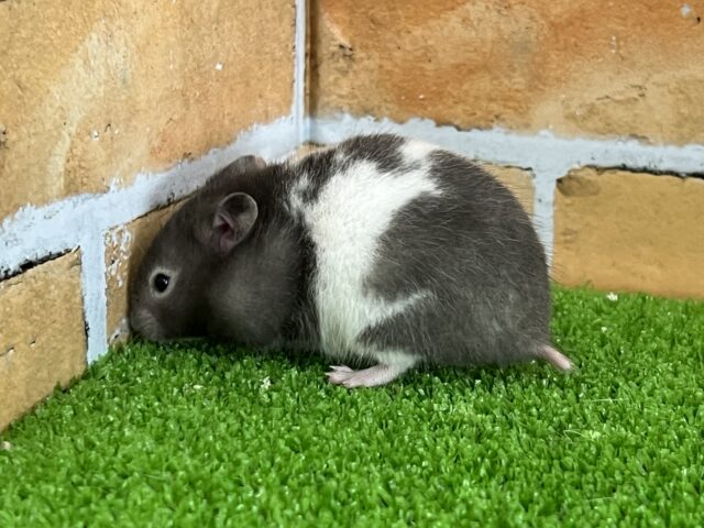 ゴールデンハムスター