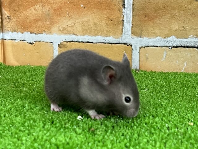 ゴールデンハムスター