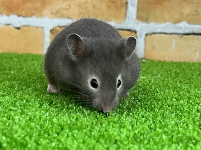 ゴールデンハムスター