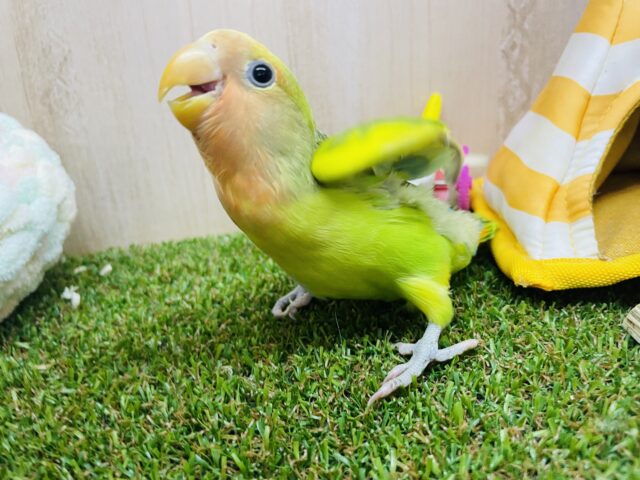 コザクラインコ（小桜インコ）