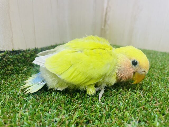 コザクラインコ（小桜インコ）