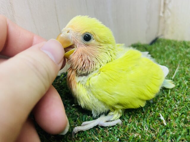 コザクラインコ（小桜インコ）
